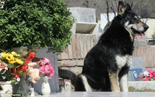 dog 1.jpg